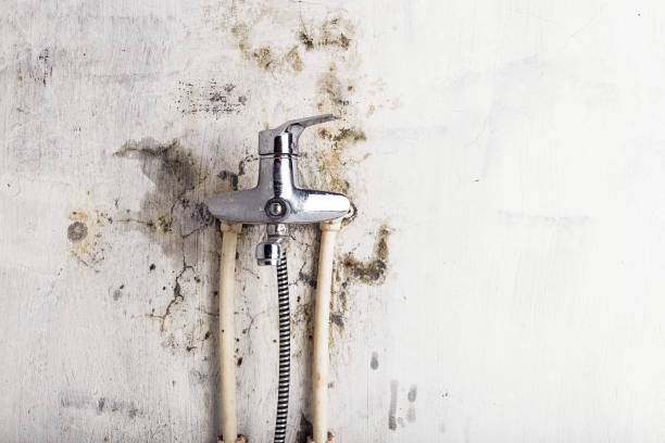 Best Fast Mold Removal  in Pecos, TX