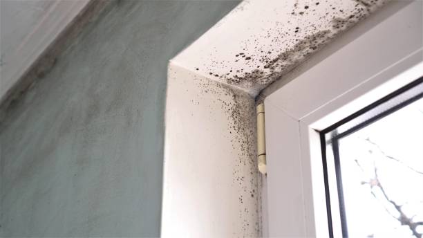 Crawl Space Mold Removal in Pecos, TX