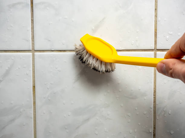 Professional Mold Removal in Pecos, TX