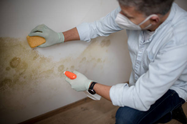 Best Same-Day Mold Removal  in Pecos, TX