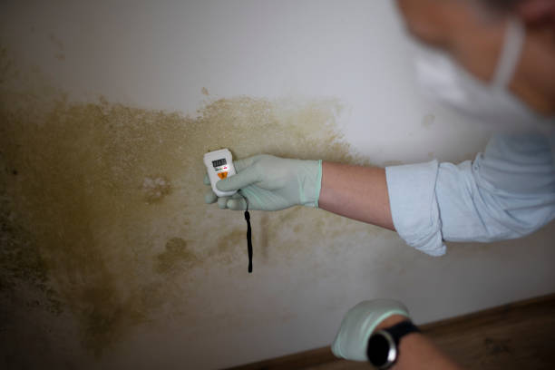 Best Commercial Mold Removal  in Pecos, TX