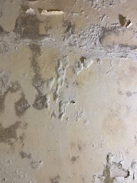 Attic Mold Removal in Pecos, TX