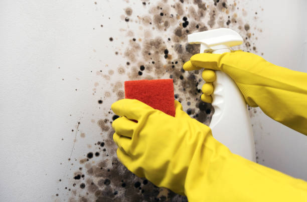 Best Attic Mold Removal  in Pecos, TX