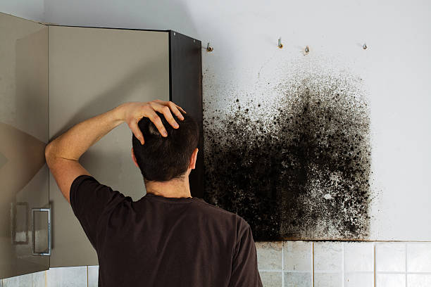 Home Mold Removal in Pecos, TX