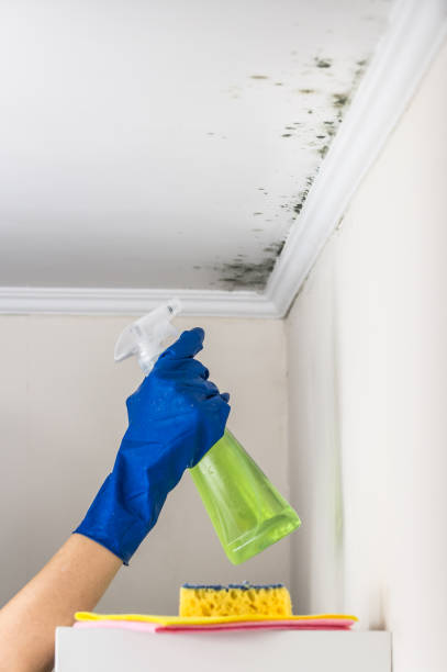 Best Local Mold Removal Service  in Pecos, TX
